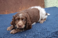 CHIOT